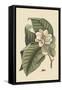 Magnolia-Mark Catesby-Framed Stretched Canvas