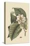 Magnolia-Mark Catesby-Stretched Canvas