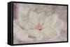 Magnolia-Cora Niele-Framed Stretched Canvas