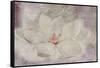 Magnolia-Cora Niele-Framed Stretched Canvas