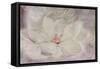 Magnolia-Cora Niele-Framed Stretched Canvas