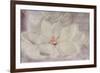 Magnolia-Cora Niele-Framed Giclee Print