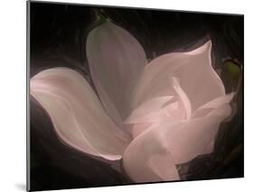 Magnolia-Mindy Sommers-Mounted Giclee Print