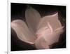 Magnolia-Mindy Sommers-Framed Giclee Print