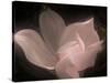 Magnolia-Mindy Sommers-Stretched Canvas