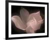 Magnolia-Mindy Sommers-Framed Giclee Print