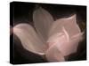 Magnolia-Mindy Sommers-Stretched Canvas