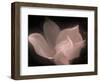 Magnolia-Mindy Sommers-Framed Giclee Print