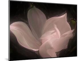 Magnolia-Mindy Sommers-Mounted Giclee Print