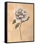 Magnolia-Virginia Huntington-Framed Stretched Canvas