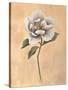 Magnolia-Virginia Huntington-Stretched Canvas