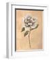 Magnolia-Virginia Huntington-Framed Art Print