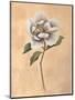 Magnolia-Virginia Huntington-Mounted Art Print