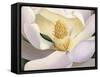 Magnolia-Virginia Huntington-Framed Stretched Canvas