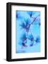 Magnolias Blues-Philippe Sainte-Laudy-Framed Photographic Print