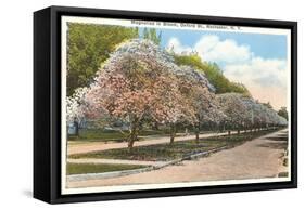 Magnolias in Bloom, Rochester, New York-null-Framed Stretched Canvas