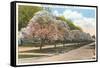 Magnolias in Bloom, Rochester, New York-null-Framed Stretched Canvas