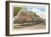 Magnolias in Bloom, Rochester, New York-null-Framed Art Print