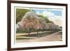 Magnolias in Bloom, Rochester, New York-null-Framed Premium Giclee Print