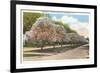 Magnolias in Bloom, Rochester, New York-null-Framed Premium Giclee Print