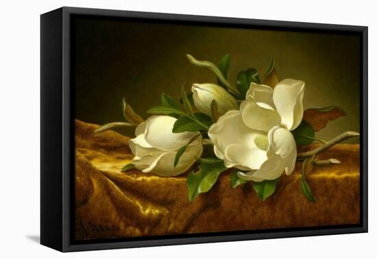 Magnolias on Gold Velvet Cloth-Martin Johnson Heade-Framed Stretched Canvas