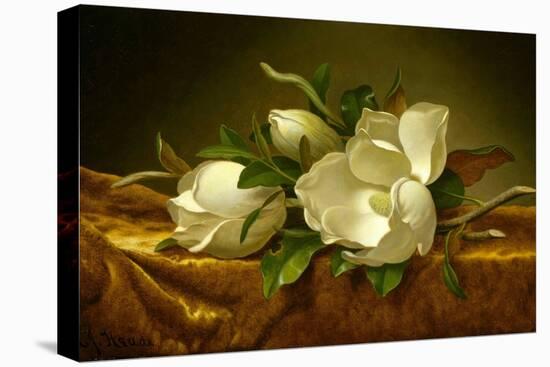 Magnolias on Gold Velvet Cloth-Martin Johnson Heade-Stretched Canvas