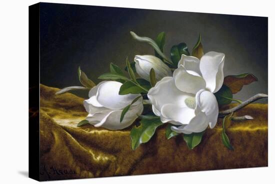 Magnolias on Gold Velvet Cloth-Martin Johnson Heade-Stretched Canvas