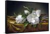 Magnolias on Gold Velvet Cloth-Martin Johnson Heade-Framed Stretched Canvas