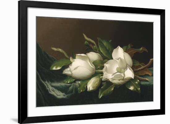 Magnolias on Light Blue Velvet Cloth, 1885/95-Martin Johnson Heade-Framed Giclee Print