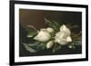 Magnolias on Light Blue Velvet Cloth, 1885/95-Martin Johnson Heade-Framed Giclee Print