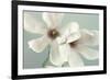 Magnolias-Assaf Frank-Framed Art Print