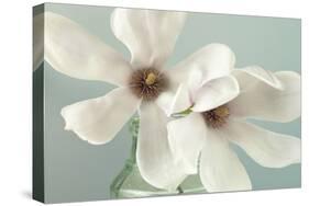 Magnolias-Assaf Frank-Stretched Canvas