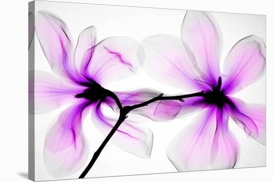 Magnolias-Hong Pham-Stretched Canvas