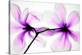 Magnolias-Hong Pham-Stretched Canvas