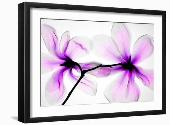 Magnolias-Hong Pham-Framed Premium Giclee Print