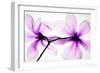 Magnolias-Hong Pham-Framed Premium Giclee Print