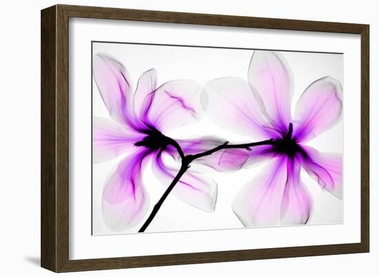 Magnolias-Hong Pham-Framed Giclee Print