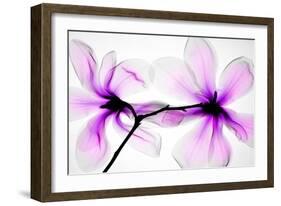 Magnolias-Hong Pham-Framed Giclee Print