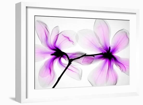 Magnolias-Hong Pham-Framed Giclee Print