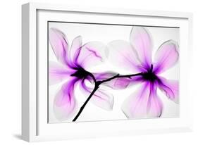 Magnolias-Hong Pham-Framed Giclee Print