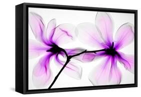 Magnolias-Hong Pham-Framed Stretched Canvas