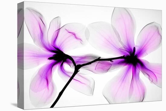 Magnolias-Hong Pham-Stretched Canvas