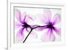 Magnolias-Hong Pham-Framed Giclee Print