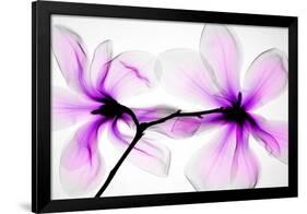 Magnolias-Hong Pham-Framed Giclee Print