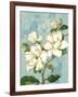 Magnolias-Pamela Gladding-Framed Art Print