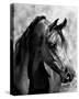 Magnum Force (b/w)-Barry Hart-Stretched Canvas