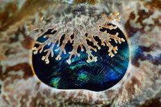 Close up of Brain coral with its feeding tentacles extended-Magnus Lundgren-Photographic Print