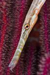 Close up of Brain coral with its feeding tentacles extended-Magnus Lundgren-Photographic Print