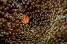 Close up of Brain coral with its feeding tentacles extended-Magnus Lundgren-Photographic Print