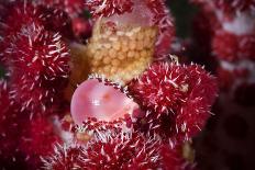 Sea apple, eating, using arm to transfer food into mouth. Sai Kung District of Hong Kong, China-Magnus Lundgren / Wild Wonders of China-Photographic Print